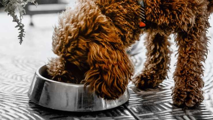 el perro puede comer algarroba