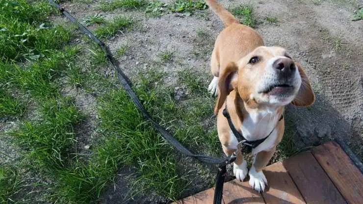 Drever: ¿por qué tener uno en la casa? Adopta un Drever