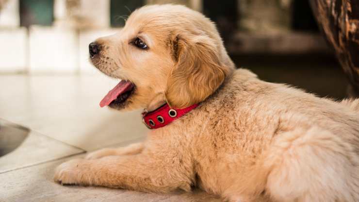 Consejos para educar a un cachorro