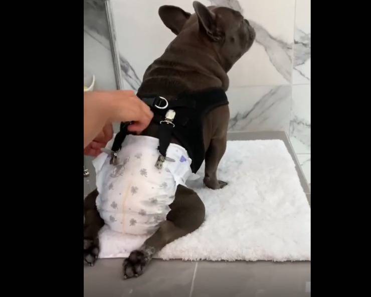 bienestar del perro paralizado