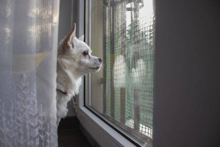 fido mira por la ventana
