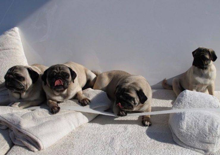 Valentino Garavani y sus perros