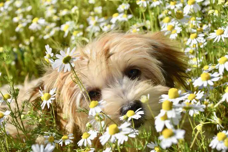 perro entre las flores