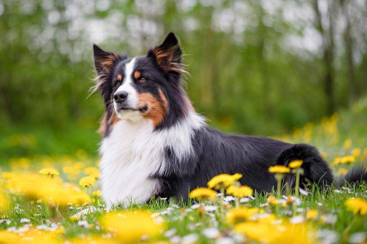 Alimentar al perro en primavera.
