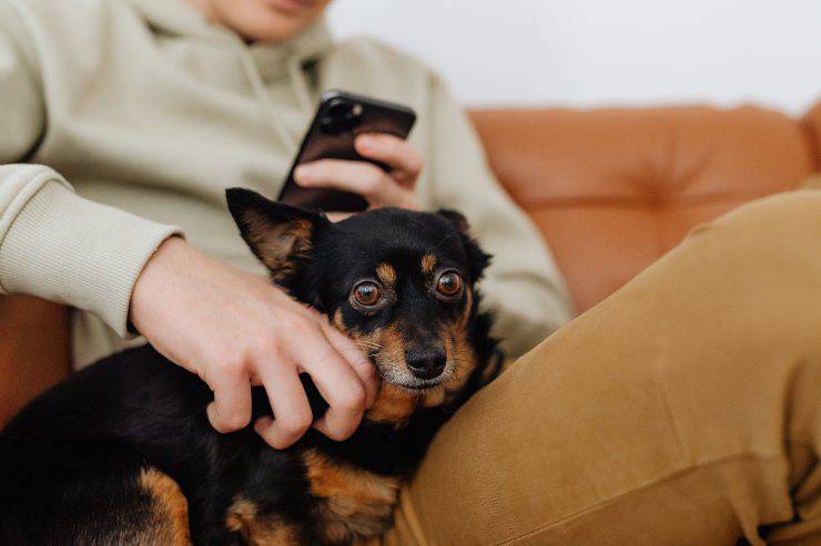 Razas de perros para dueños perezosos