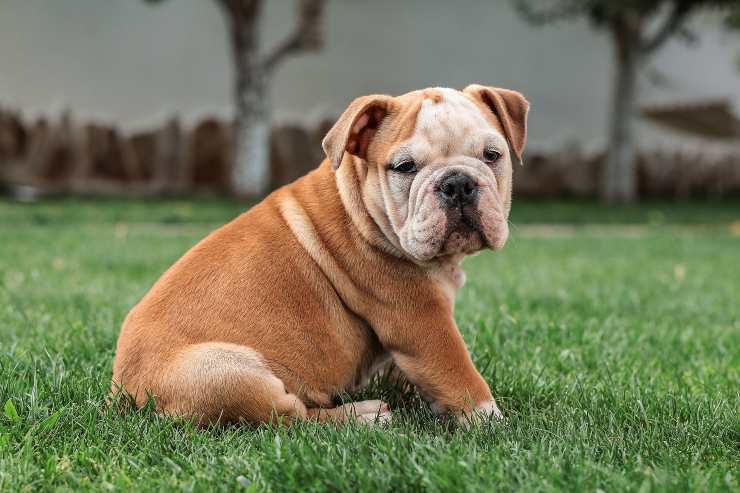 El perrito en el césped