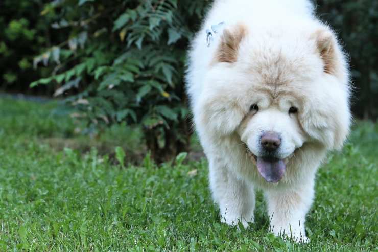 Movimientos peludos sobre la hierba