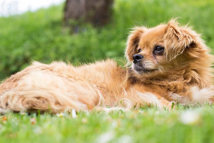 Fido y descansar en la naturaleza