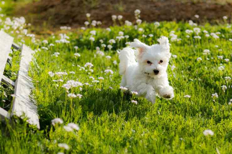 el perro esta corriendo