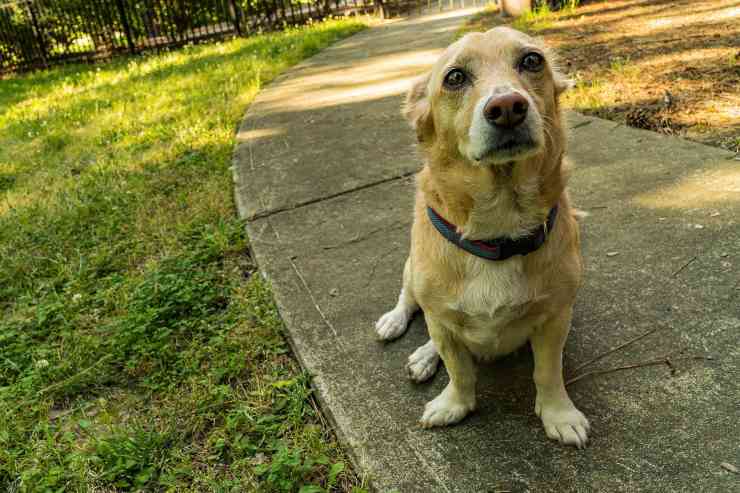 El comportamiento del perro