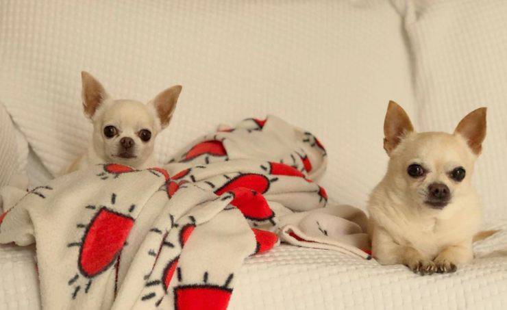 Licia Núñez y sus perros