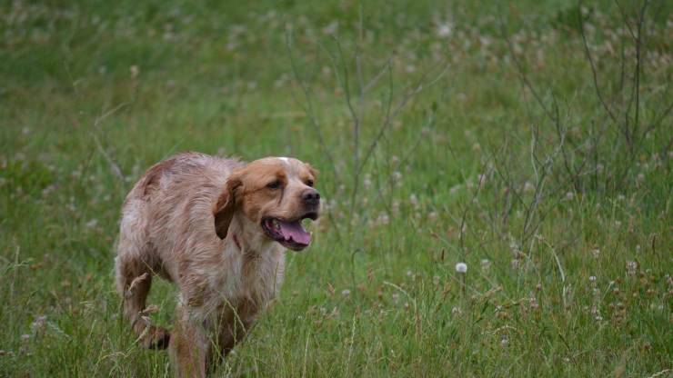 Adopta un Spaniel Brittany