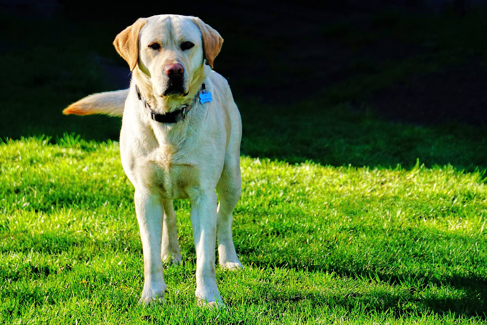 Razas de perros para niños hiperactivos
