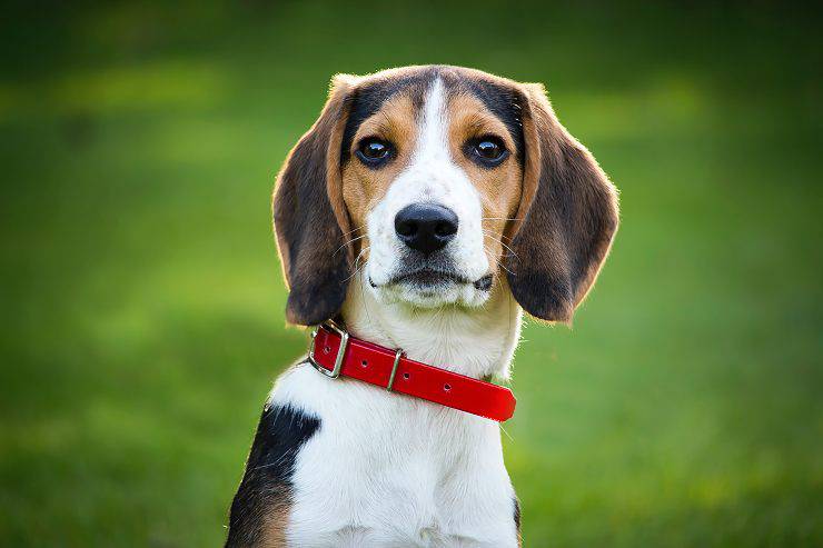 el perro mira