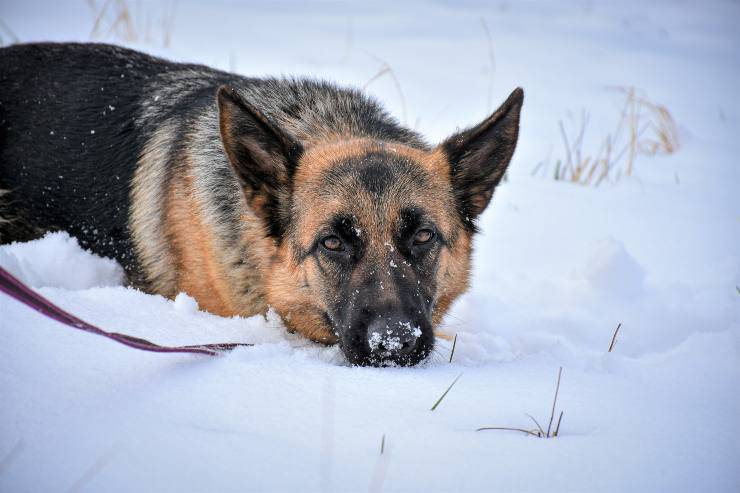 Fido descansa en la nieve