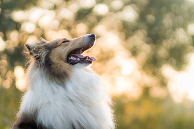 El perro libre en la naturaleza.