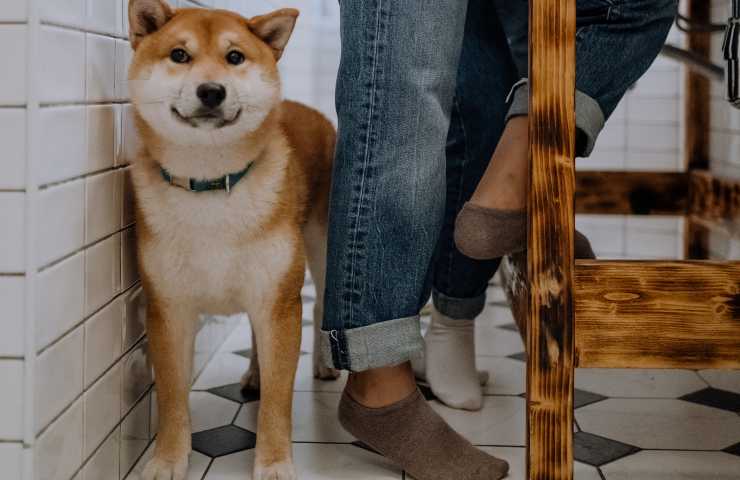 Perro en la habitación con su humano.