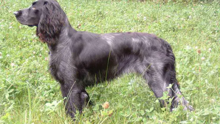 Cómo es la salud del Picardía Blue Spaniel Enfermedades más comunes del Picardía Blue Spaniel