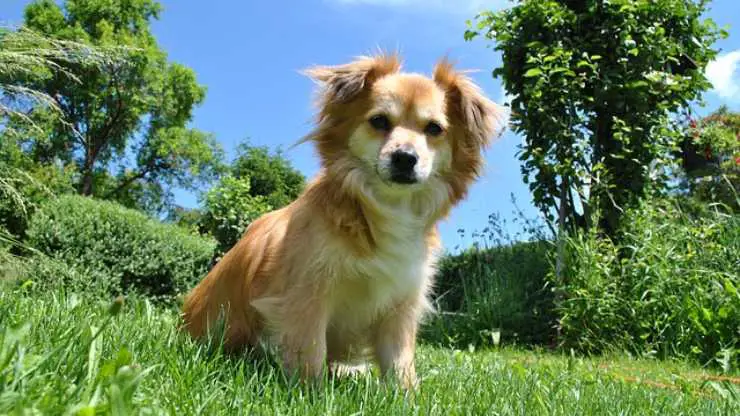 perro procesionario