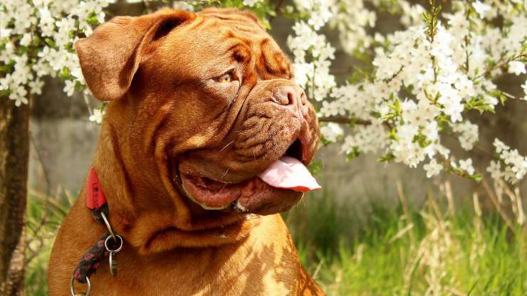 Razas de perros compatibles con el Dogo de Burdeos