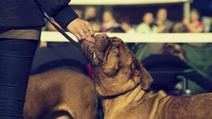 ¿Qué come un Dogo de Burdeos? Alimentando al Dogo de Burdeos