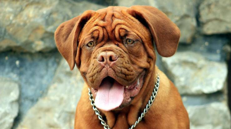 ¿De qué se enferma el Dogo de Burdeos? Enfermedades más comunes del Dogo de Burdeos