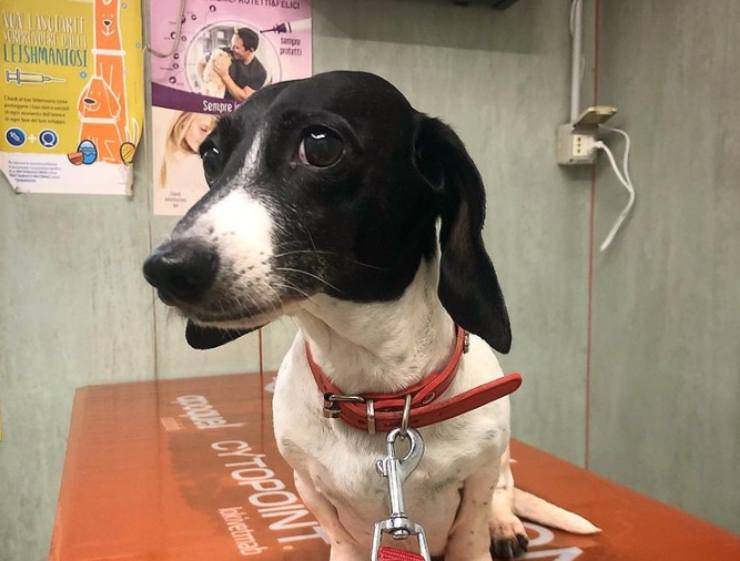 El perro de Floriana Secondi