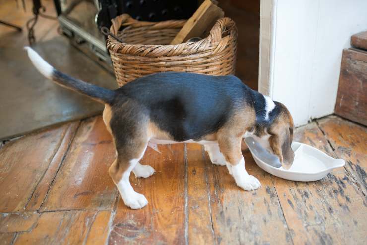 la dieta del perro