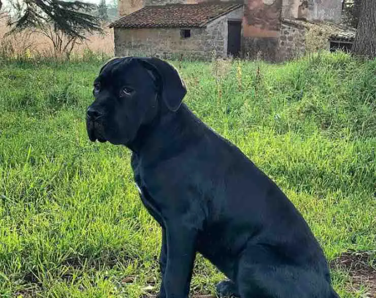 Nicolás Vaporidis cani