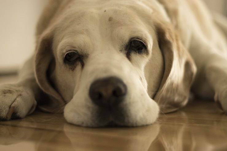 Perro aburrido en la casa