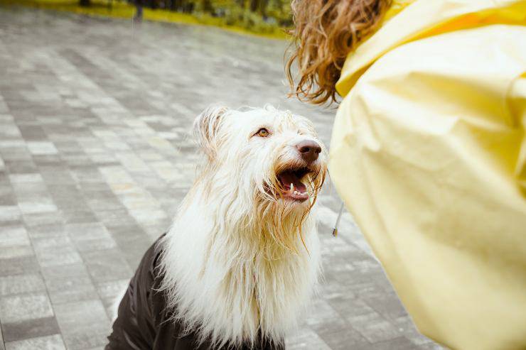 perros con discapacidad auditiva