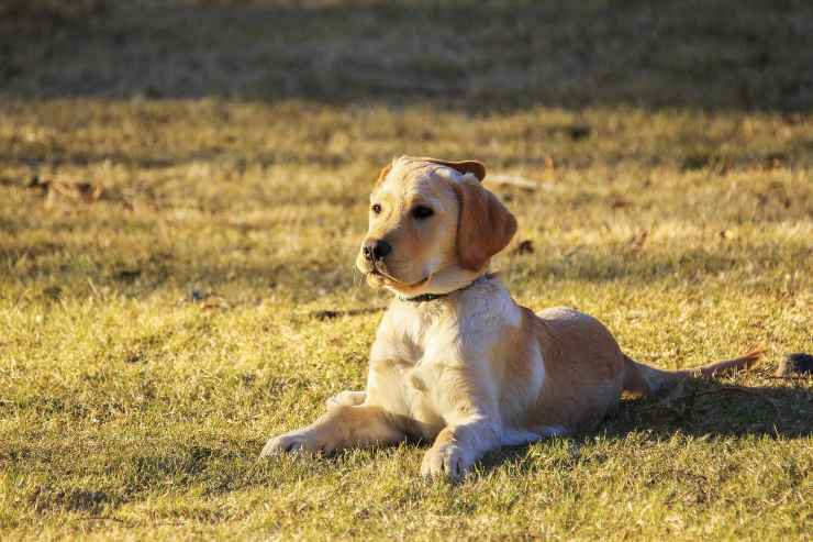 El peludo tiene un descanso en la naturaleza.