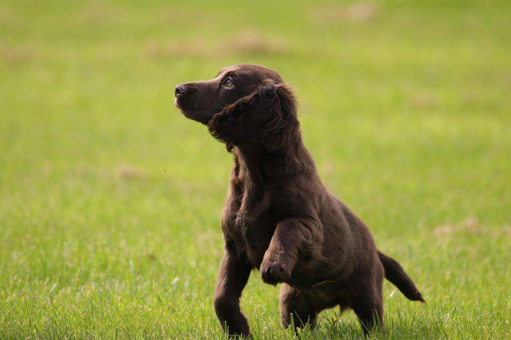 Perrito al aire libre