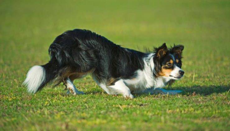 collie de la frontera