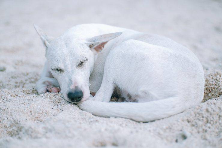 El peludo quiere dormir