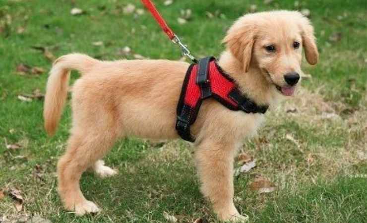 perro con arnés