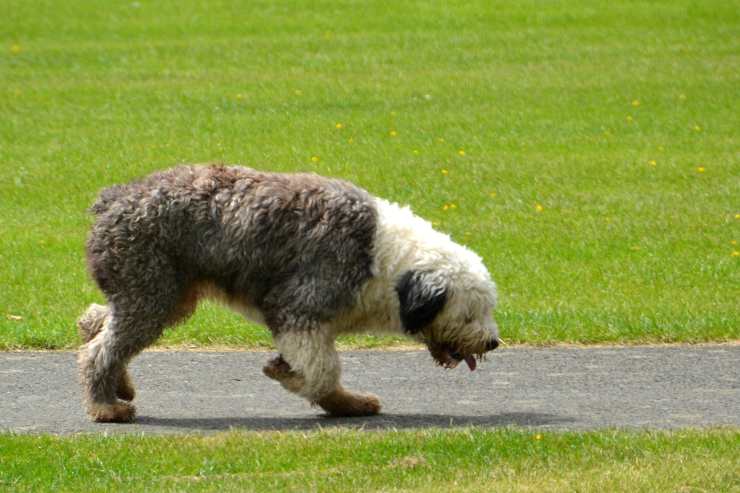 Cachorro camina libre