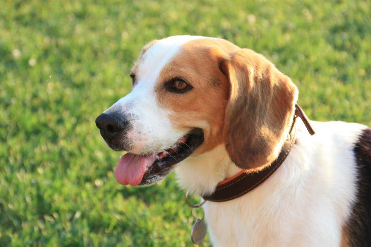 Razas de perros que se apegan mucho
