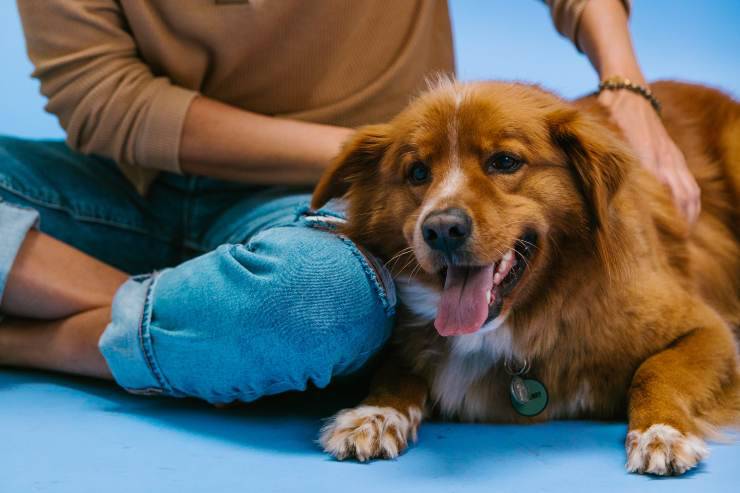 Las razas de perros que se apegan inmediatamente