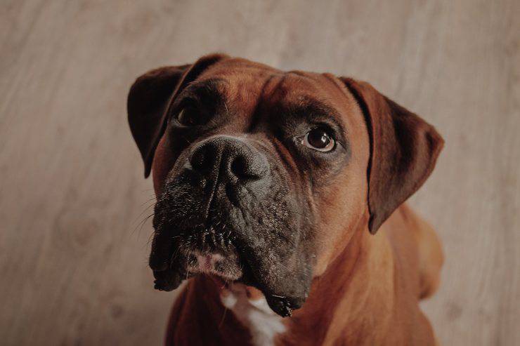 El perro mira al dueño.