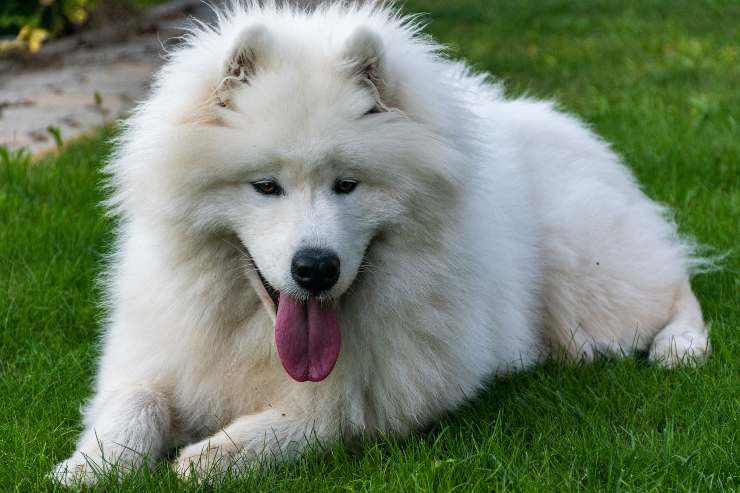 Amigo peludo descansa en el jardín