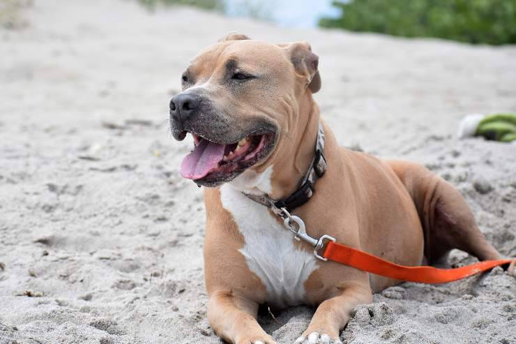 Fido descansa junto al mar