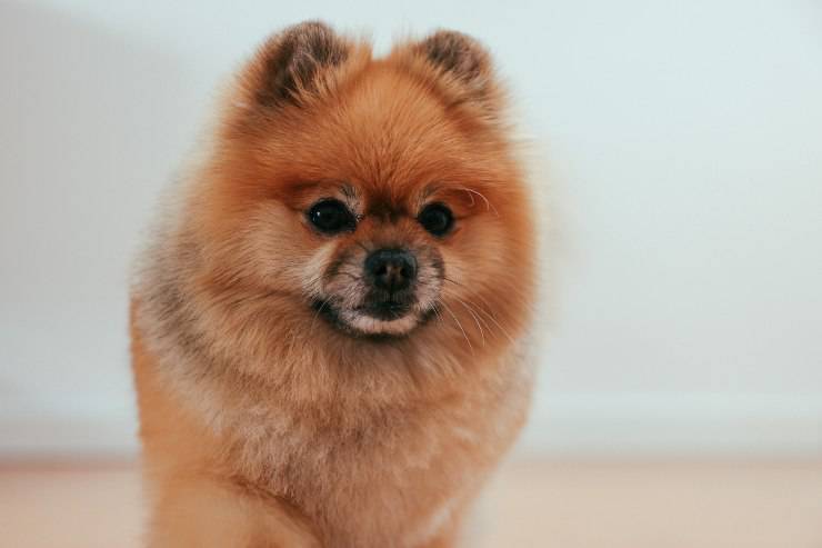 Perro suelto
