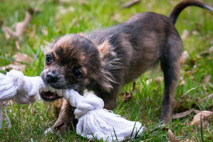 El peludo muerde su objeto