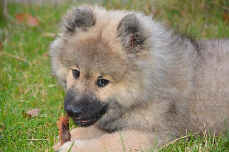 El comportamiento del perro