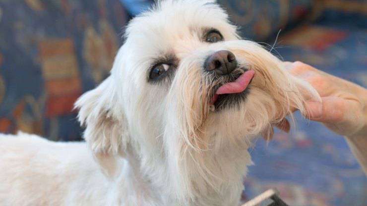 El Perro Tiene Algo Atorado En La Garganta S Ntomas Tos Y Remedios Vida Con Mascotas