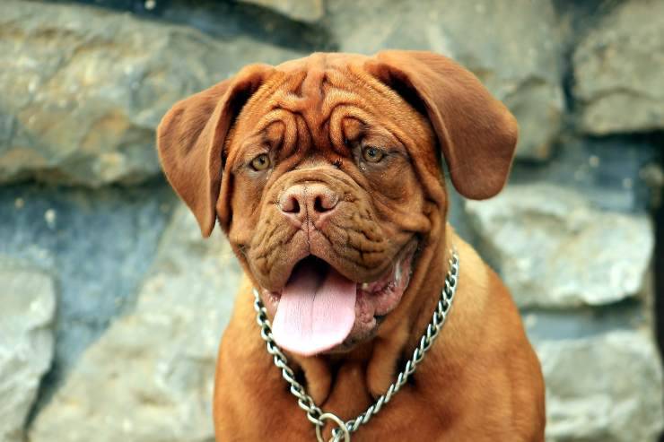 Cachorros para dueños temerosos