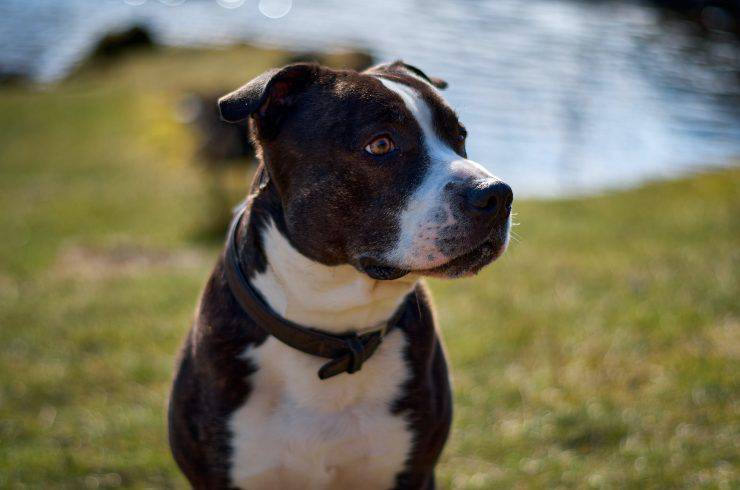 Razas de perros para dueños temerosos