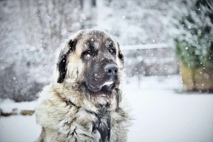 Fido se mueve en la nieve