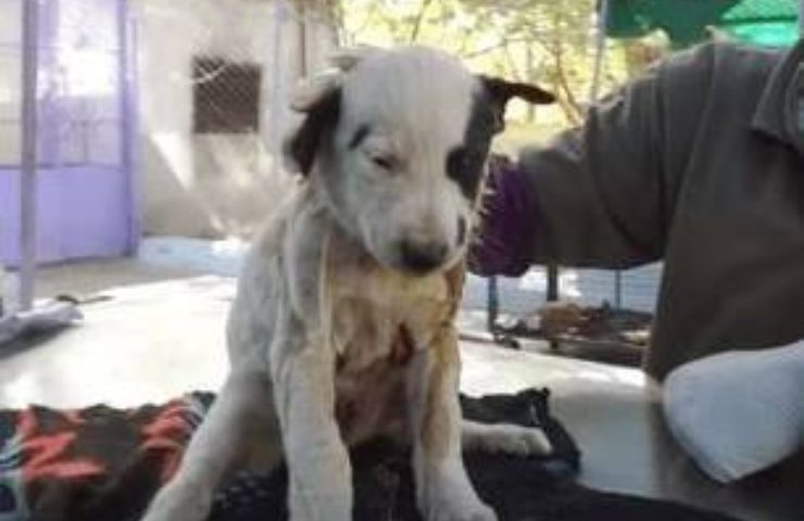 cachorro enfermo